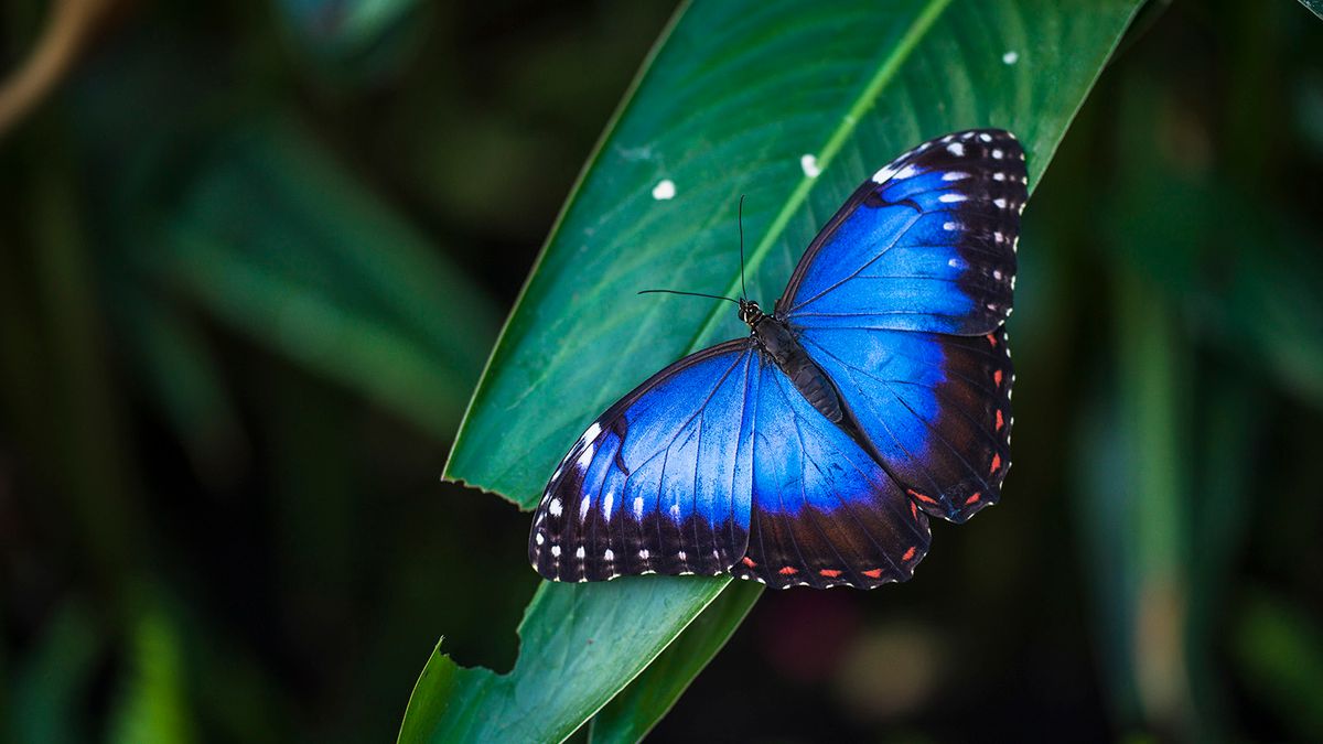 9 Blue Butterfly Species You Won't Believe Are Real