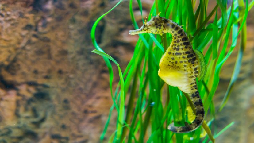 Male seahorse