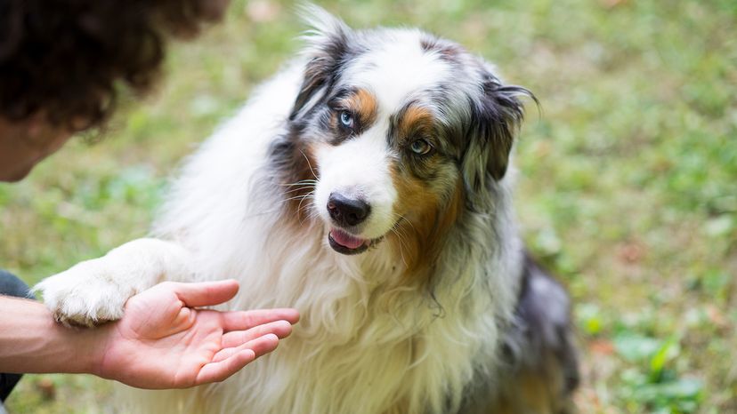 Australian Shepherd