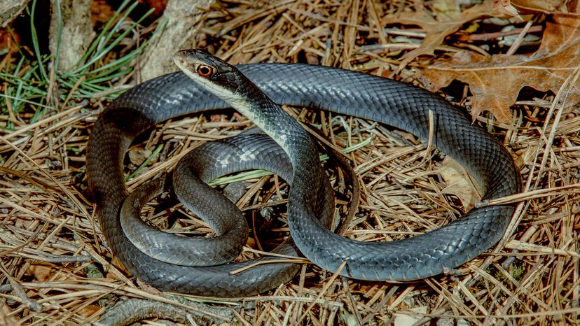 Southern black racer