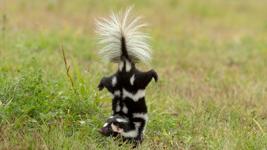 What Do Skunks Eat? Just About Anything They Find