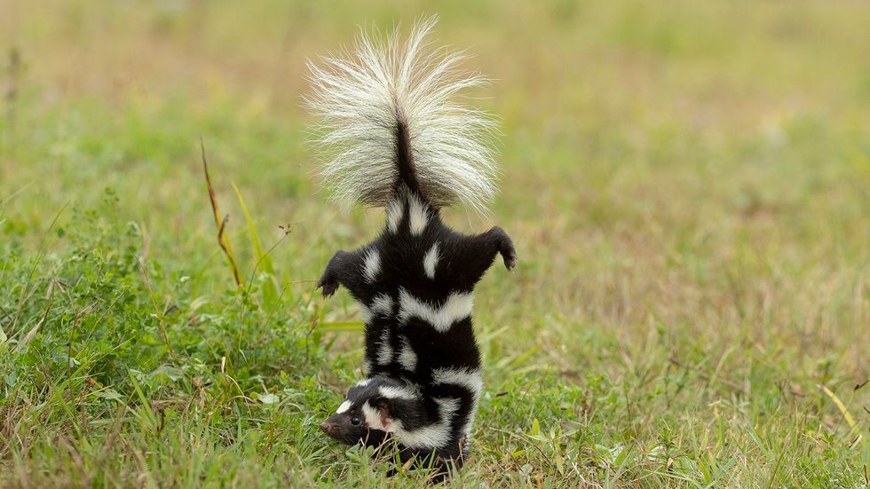 What Do Skunks Eat? Just About Anything They Find