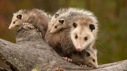 What Do Possums Eat? Most Things, It Turns Out