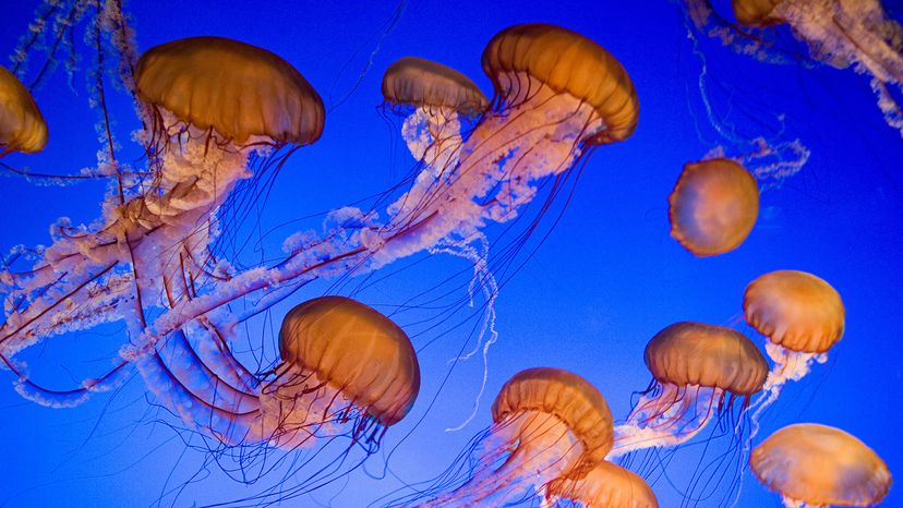 Sea nettles