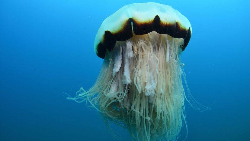 Lions mane jellyfish