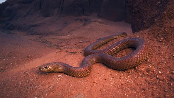 Reddish snake on reddish sand with rocks in the background.