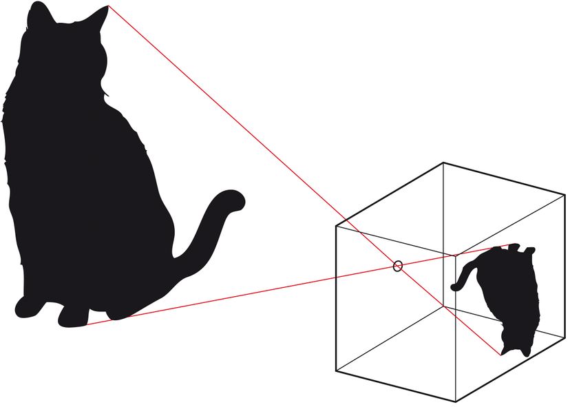 This diagram demonstrates how a pinhole camera, or camera obscura, projects images.