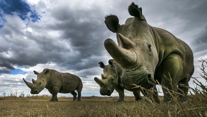 White rhinos