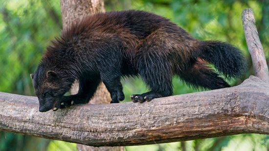 Wolverine vs. Badger: An Intensely Scrappy Showdown