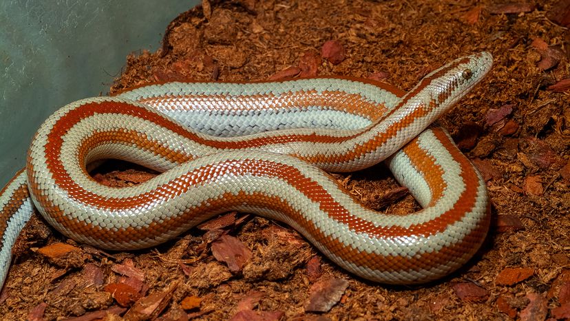 Rosy boa