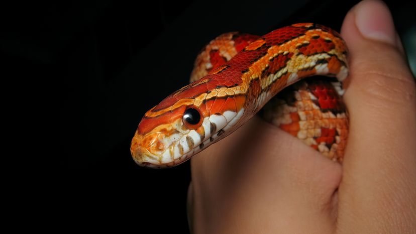 Corn snake