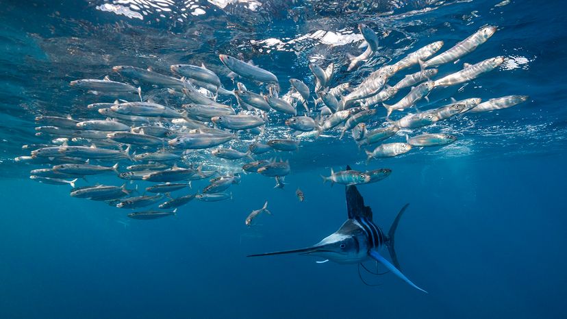 marlin hunting sardines