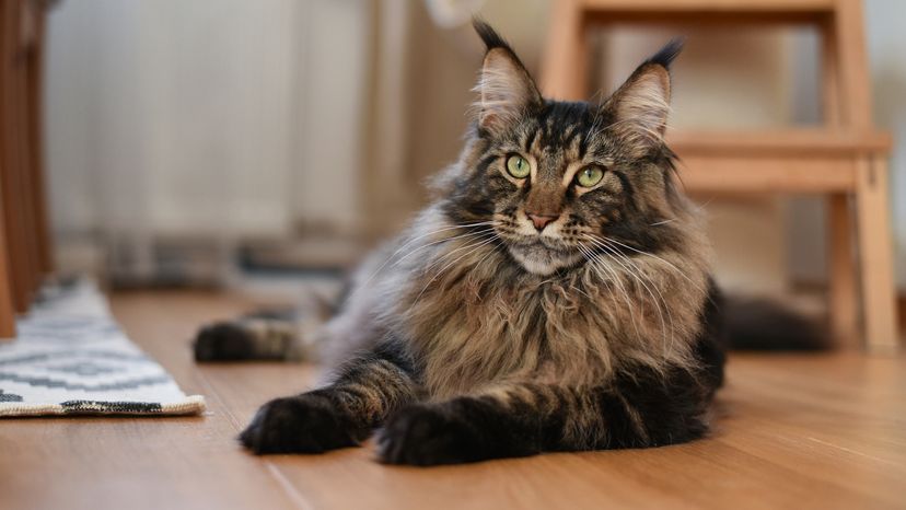 Maine Coon