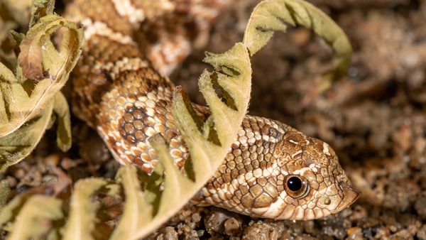 The Hognose Snake Plays Dead in Dramatic Fashion