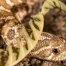 The Hognose Snake Plays Dead in Dramatic Fashion