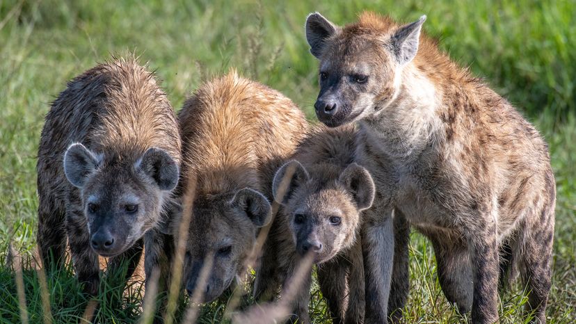 hyenas