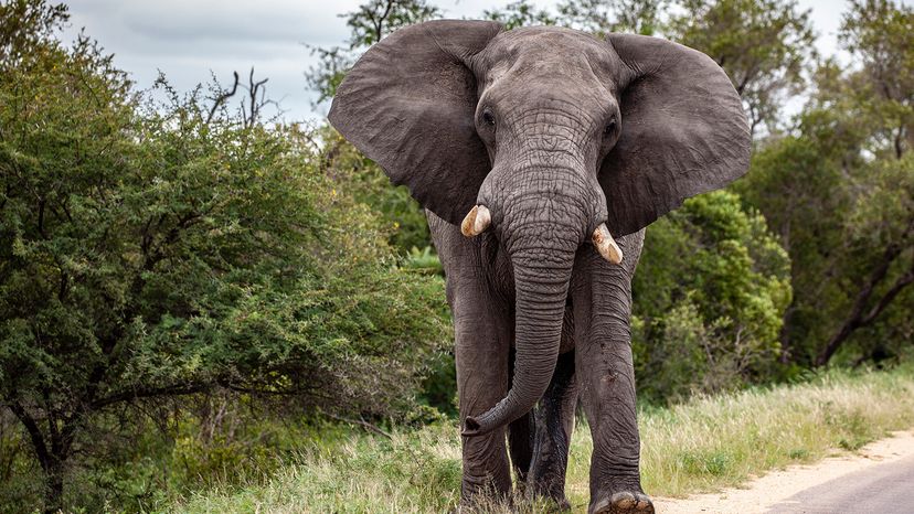 African Elephant