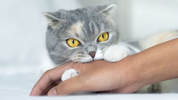 Why Does My Cat Bite Me? Love Bites vs. Aggression