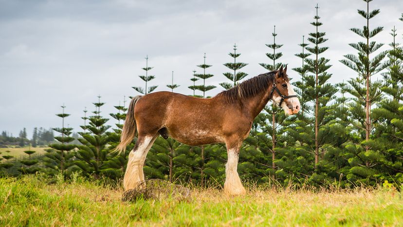 Clydesdale
