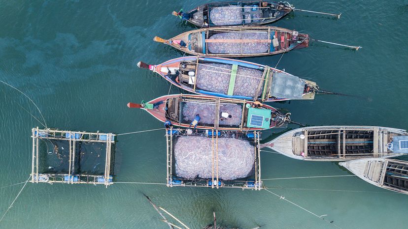 Jellyfish fishery