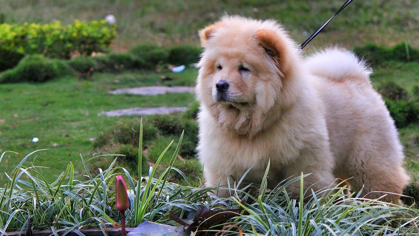 Chow Chow