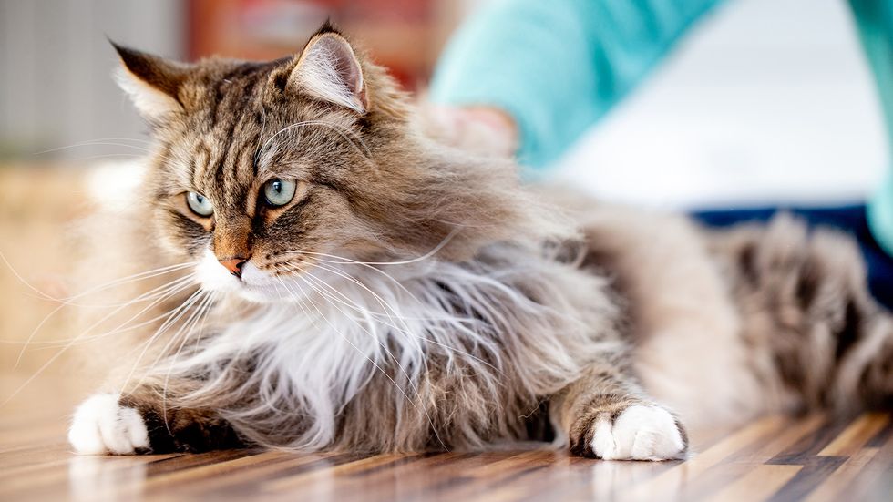 Siberian Cats Delight Show Judges and Pet Parents Alike