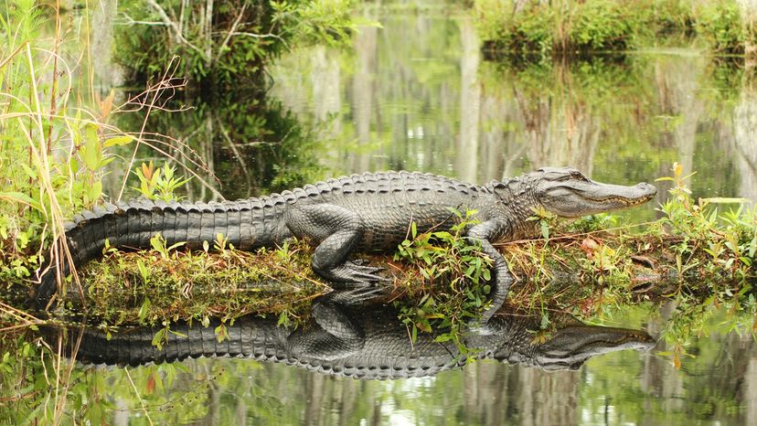 Profile of an alligator on a log in water