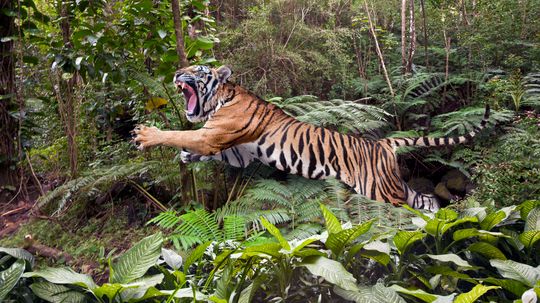 Tiger vs. Bear: Which Apex Predator Wins in a Fight?