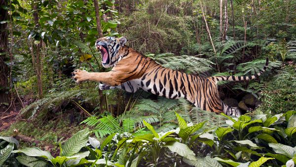 Tiger vs. Bear: Which Apex Predator Wins in a Fight?