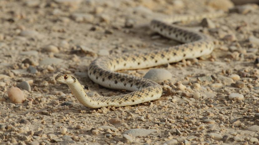False Cobra