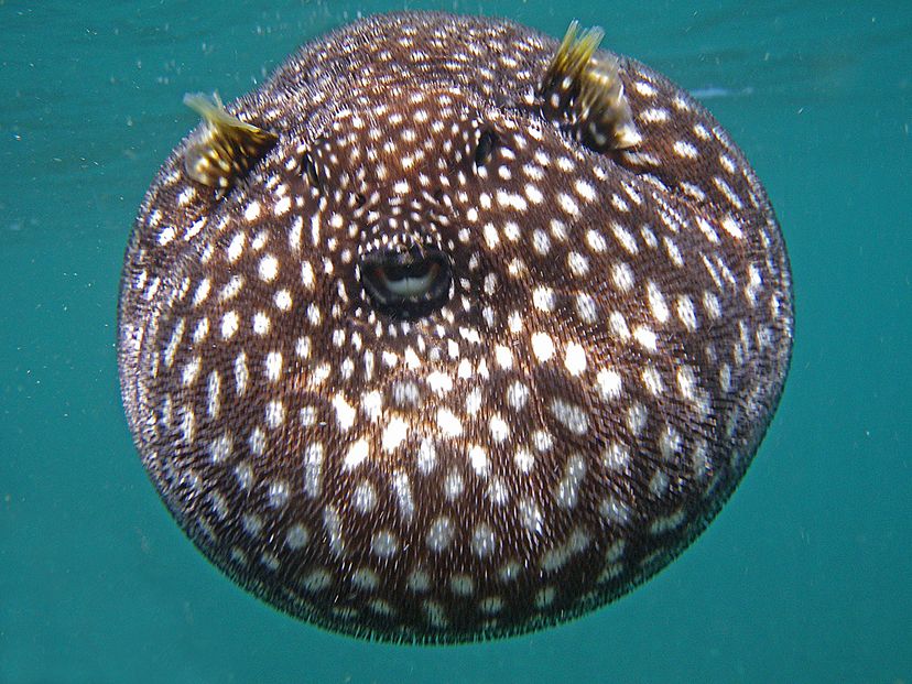 Inflated pufferfish with white spots