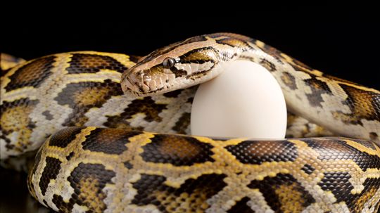 How Do Snakes Reproduce? Ovoviviparity Will Blow Your Mind