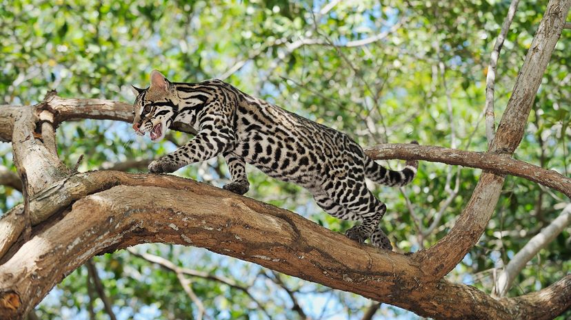 Ocelot