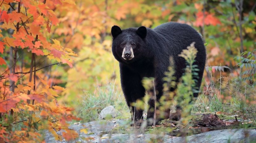 Black bear