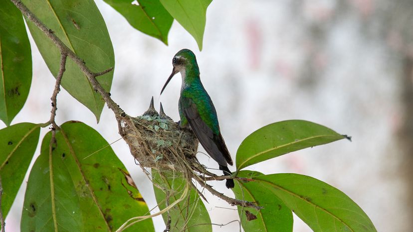 bee hummingbird feeding