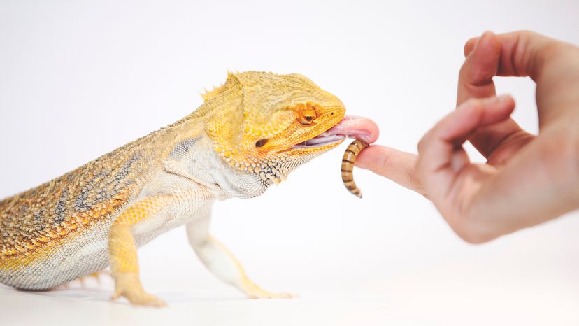 lizard eating a bug off a person's finger