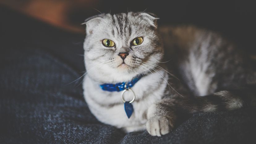 Scottish Fold