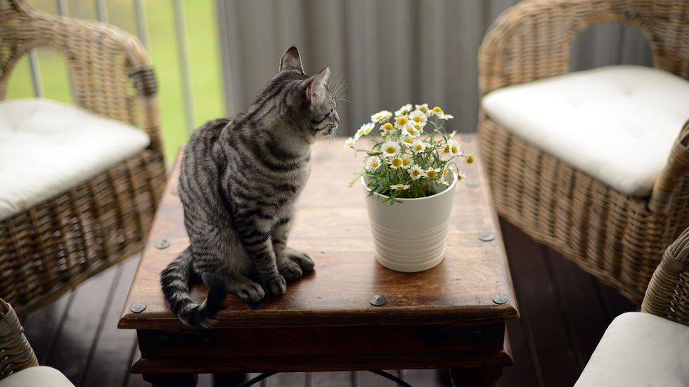 Are Daisies Toxic to Cats? Not Highly Toxic but Still Bad News