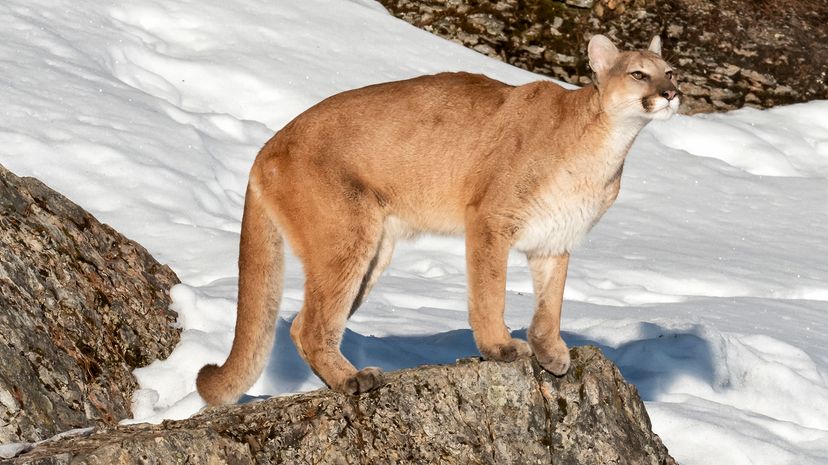 Mountain lion