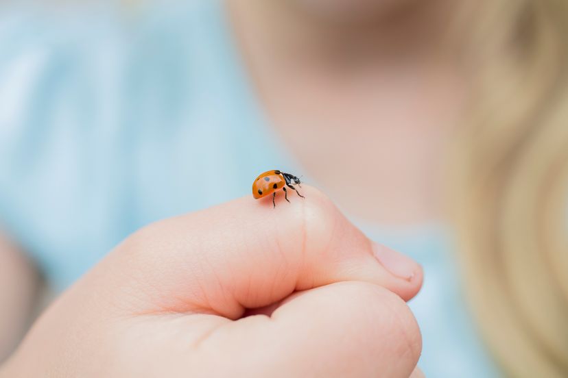 A ladybug has landed on someone's thumb.