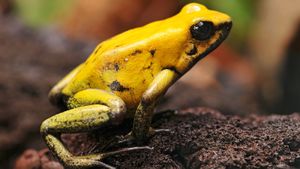 Close-up of tiny yellow frog with black eyes
