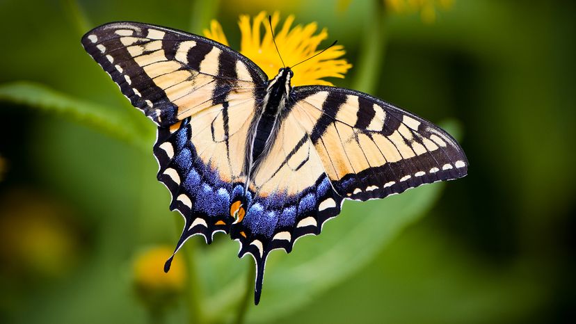 eastern tiger swallowtail