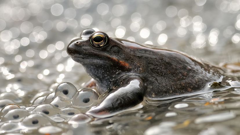 Frog with tons of its eggs in water