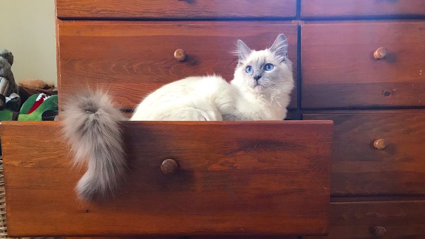 Ragdoll