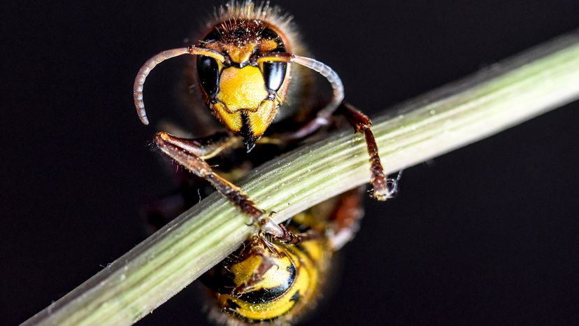 Asian giant hornet