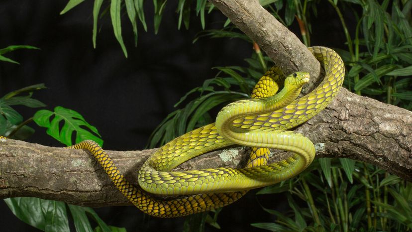 Western green mamba