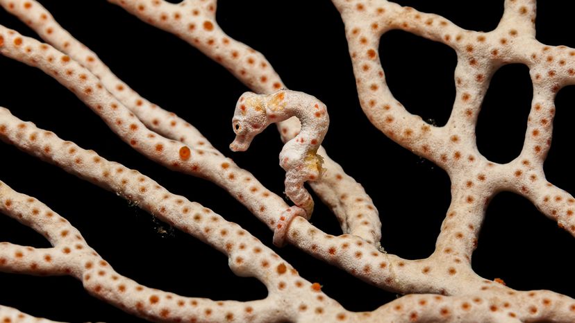 Pygmy Seahorse