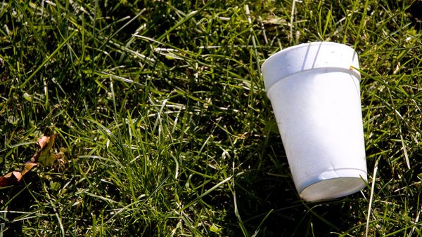 White styrofoam cup discarded on green grass