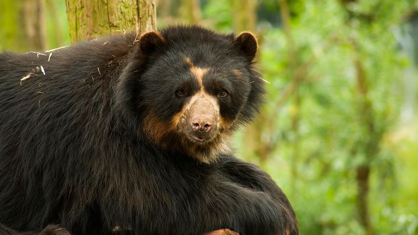 Spectacled bear