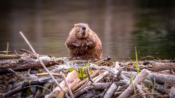 Beaver vs. Groundhog: Brown Rodents With Very Different Homes